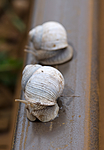 BB 09 0130 / Helix pomatia / Vinbergsnegl